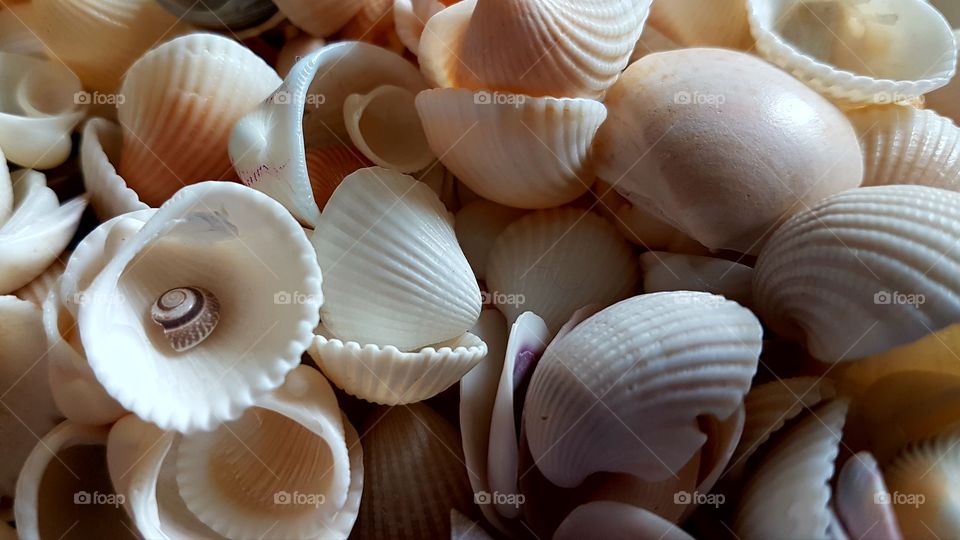 High angle view of striped scallops
