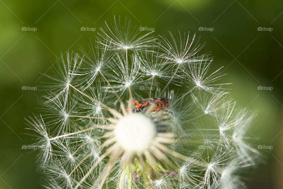 My sweet home concept. Little red bug hides in a dandelion clock. Summer day,2019