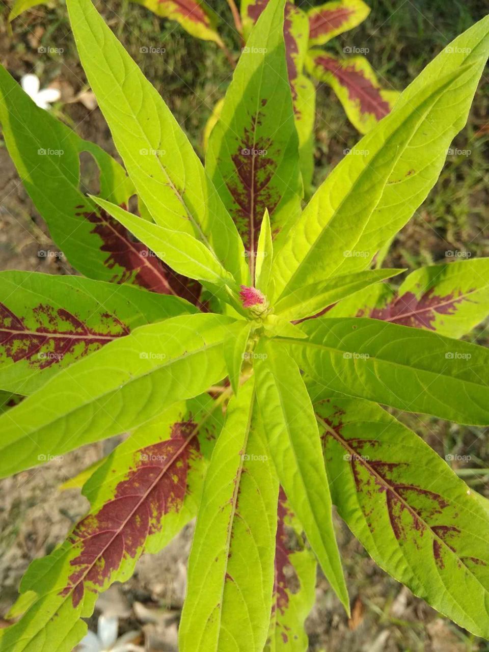 beautiful green leaves