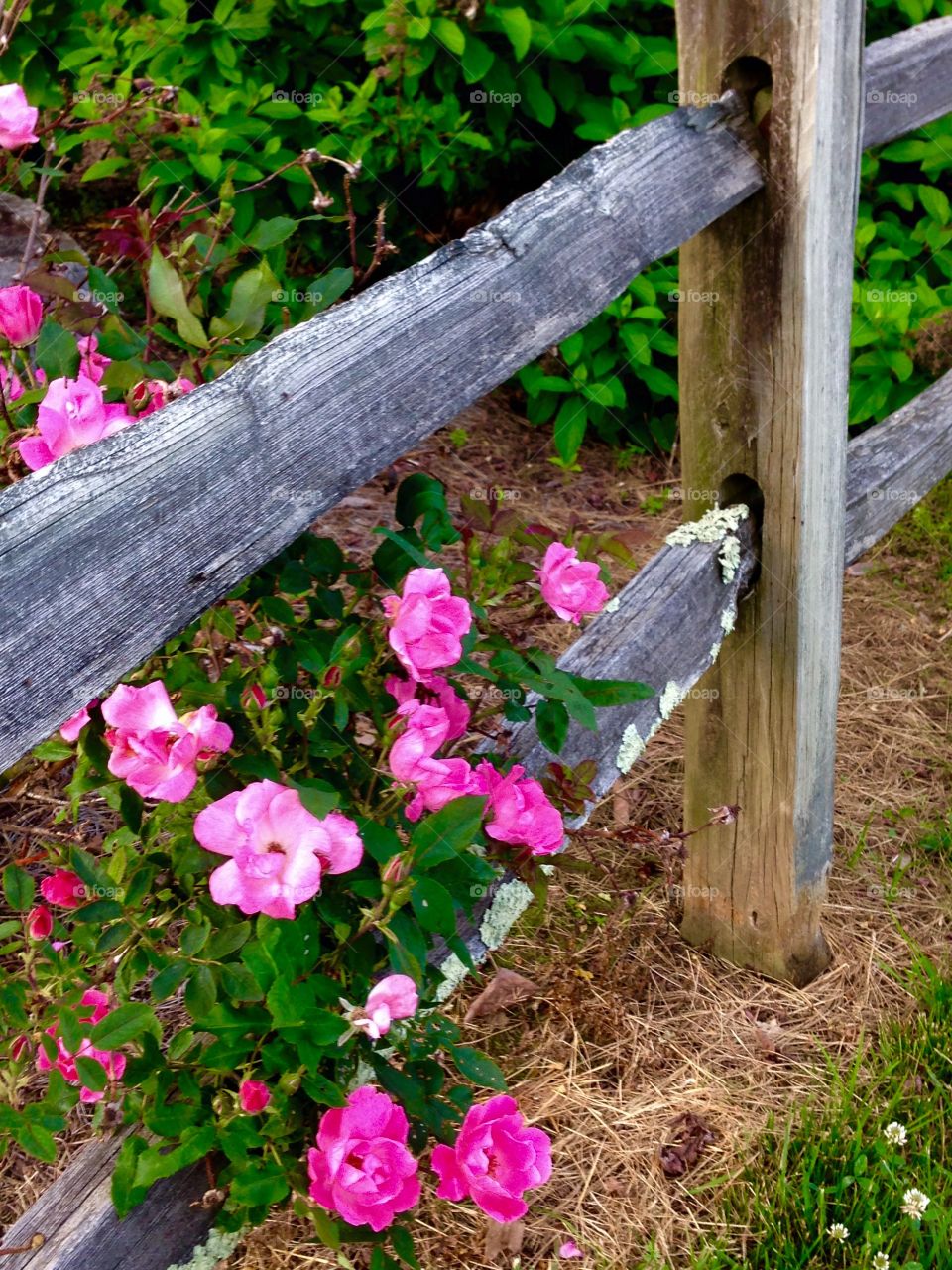 Rustic and Roses. Pink roses on a rustic fence
