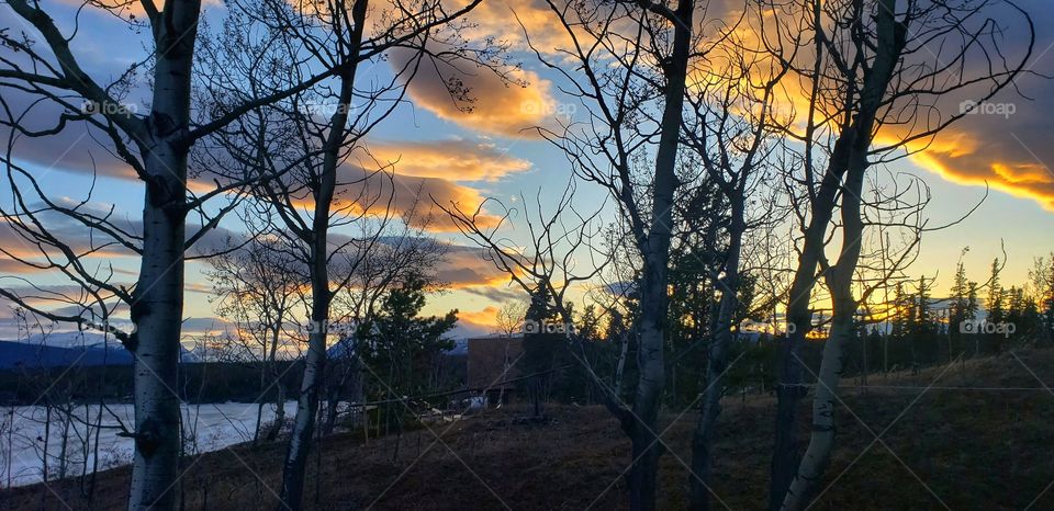 Sunset shows with tree silhouettes
