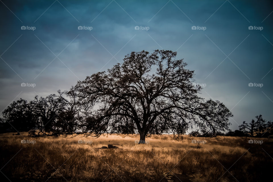 Solitude