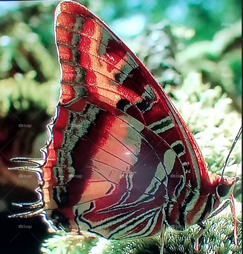 Butterfly