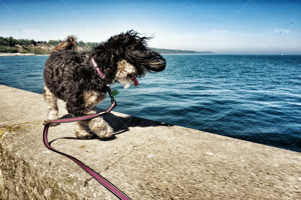 Dog at beach