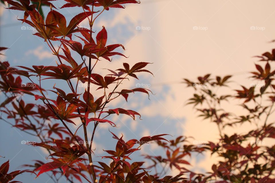 Maple branches next to the wall on the building with the reflection on the branches on wall