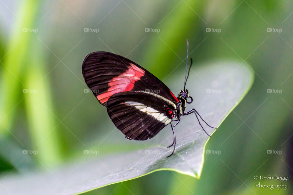 Pink striped butterfly on leaf. 