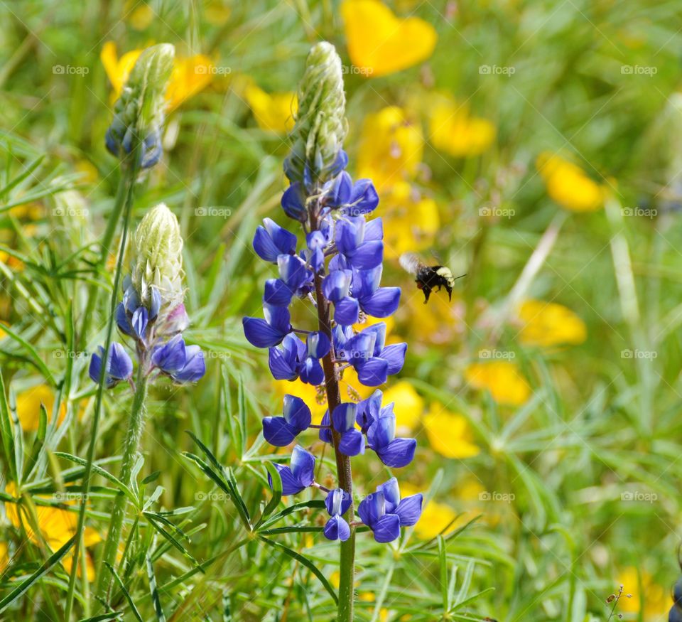 bee pollinating a purple flower on a beautiful spring day