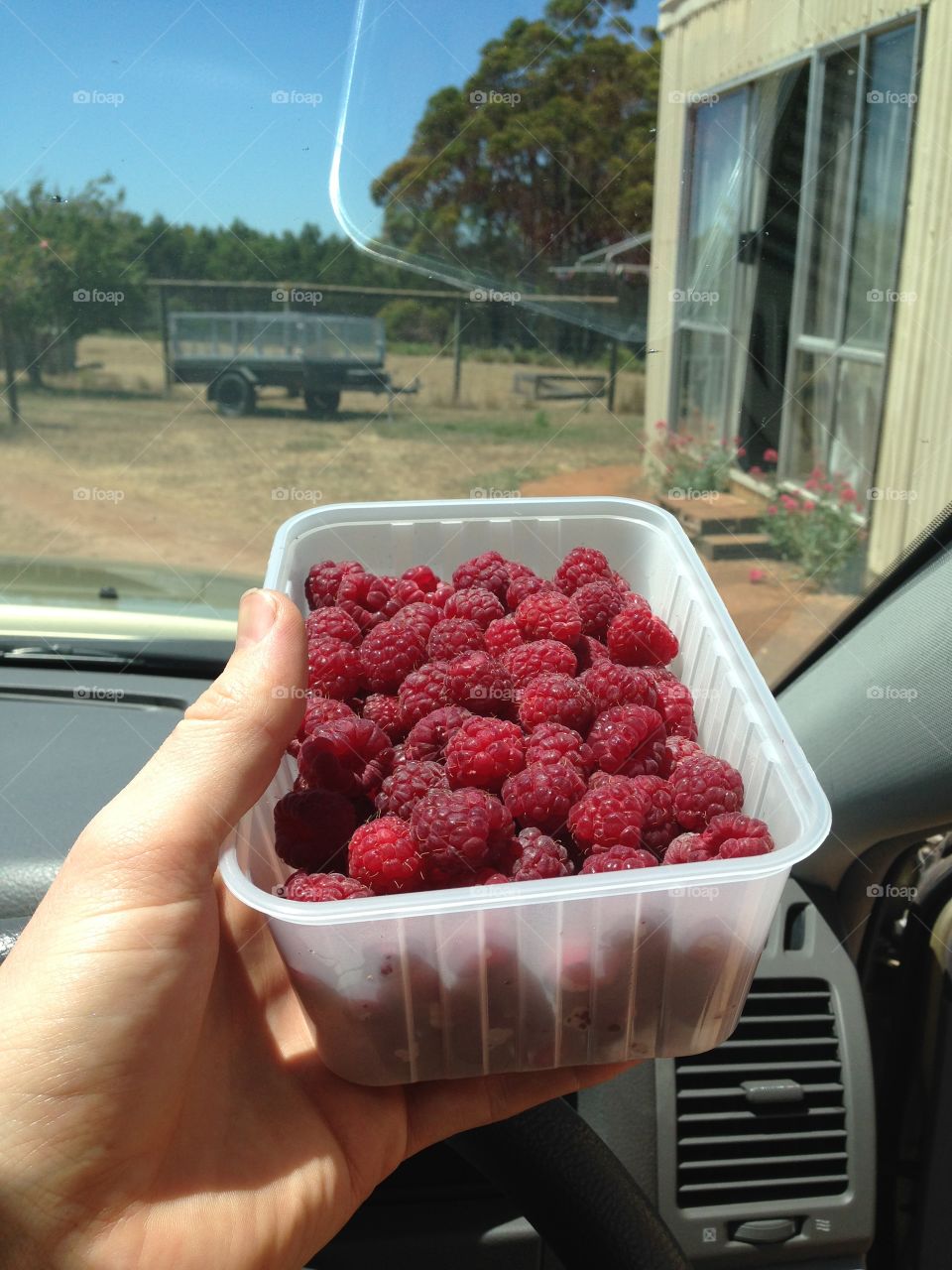 Fresh raspberries from farm produce food stall stand on road side