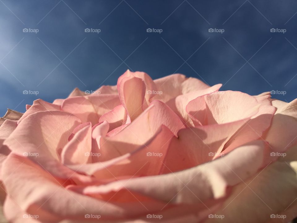 Undulating petals on a pink rose. 