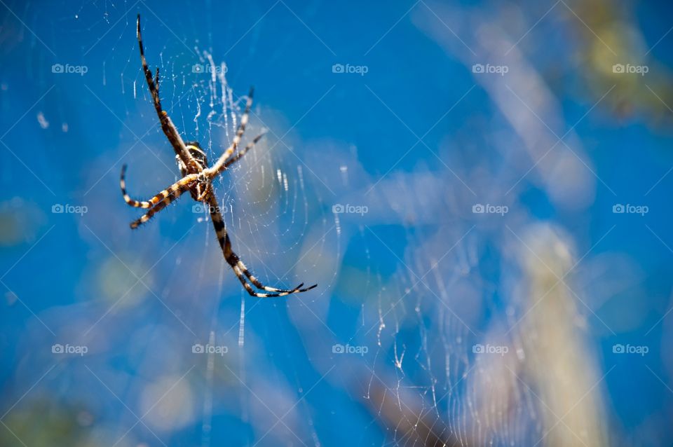 Spider in web by cactus