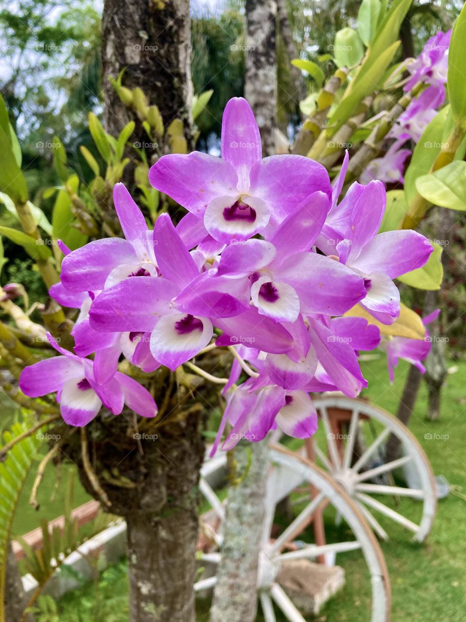 🌹 🇺🇸 Very beautiful flowers to brighten our day.  Live nature and its beauty. Did you like the delicate petals? / 🇧🇷 Flores muito bonitas para alegrar nosso dia. Viva a natureza e sua beleza. Gostaram das pétalas delicadas? 