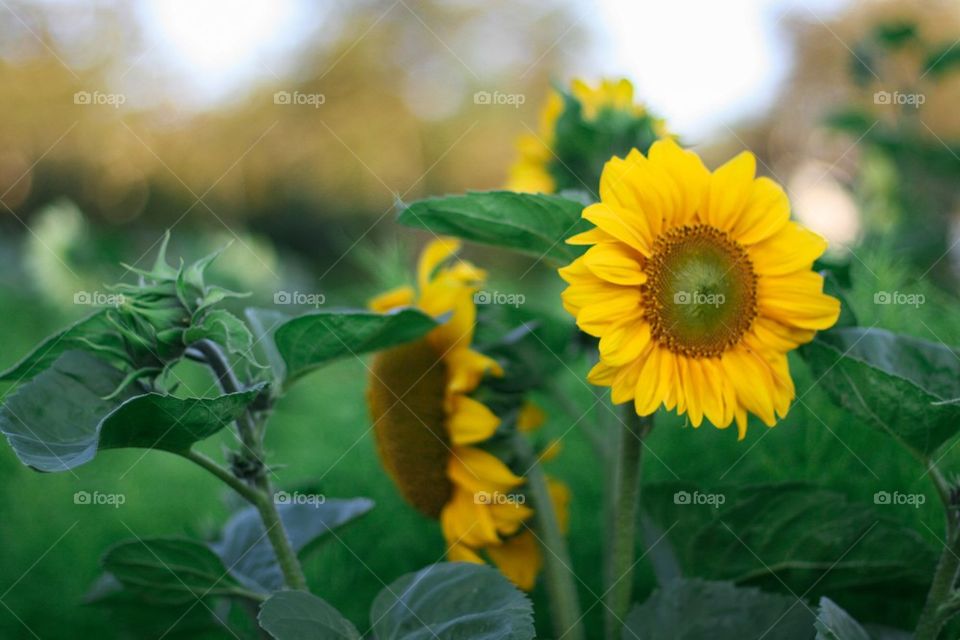 Sunflowers
