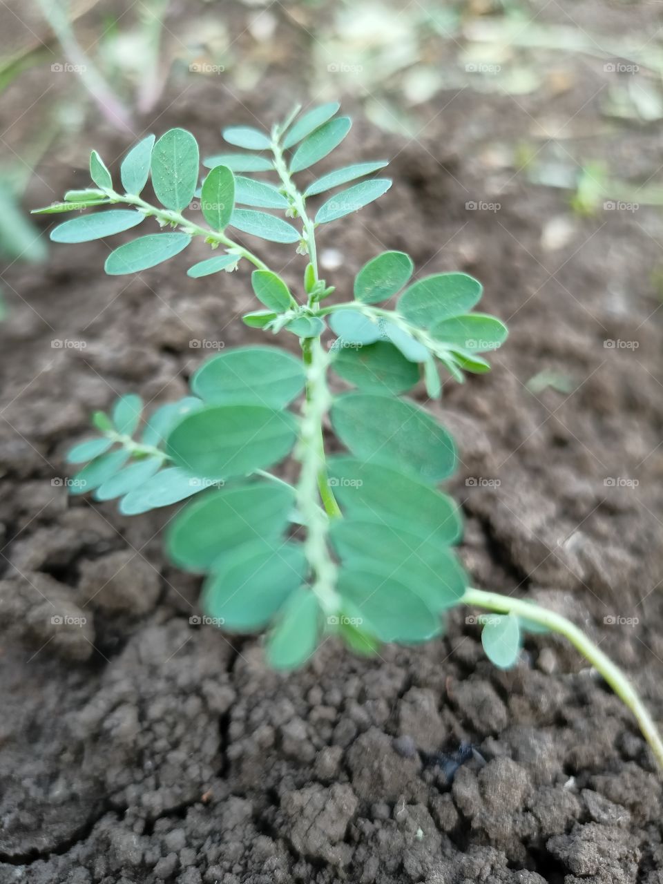 greenery it a naitur  face