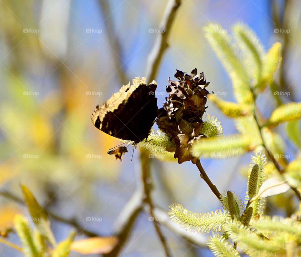 Black butterflies 