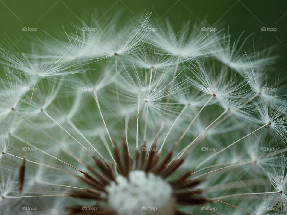 Close-up of dandelion seeds