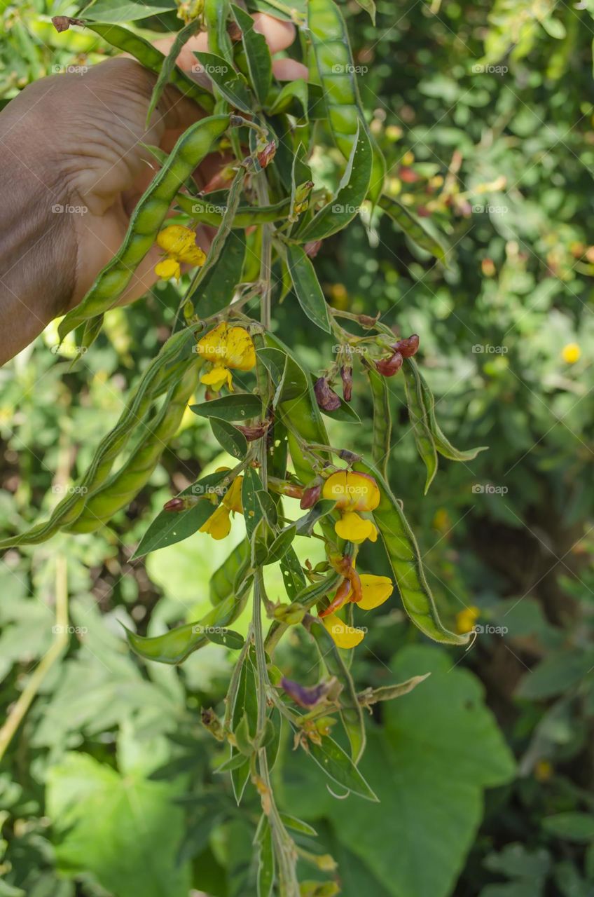 Blossoms And Pods Of Pigeon Peas