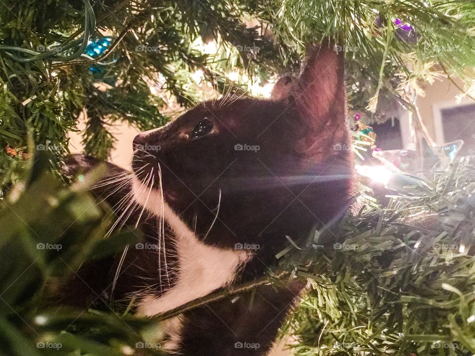 Kitten's First Christmas 