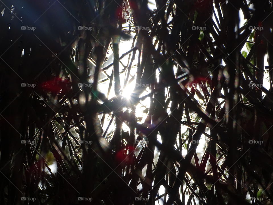 Sun through branches