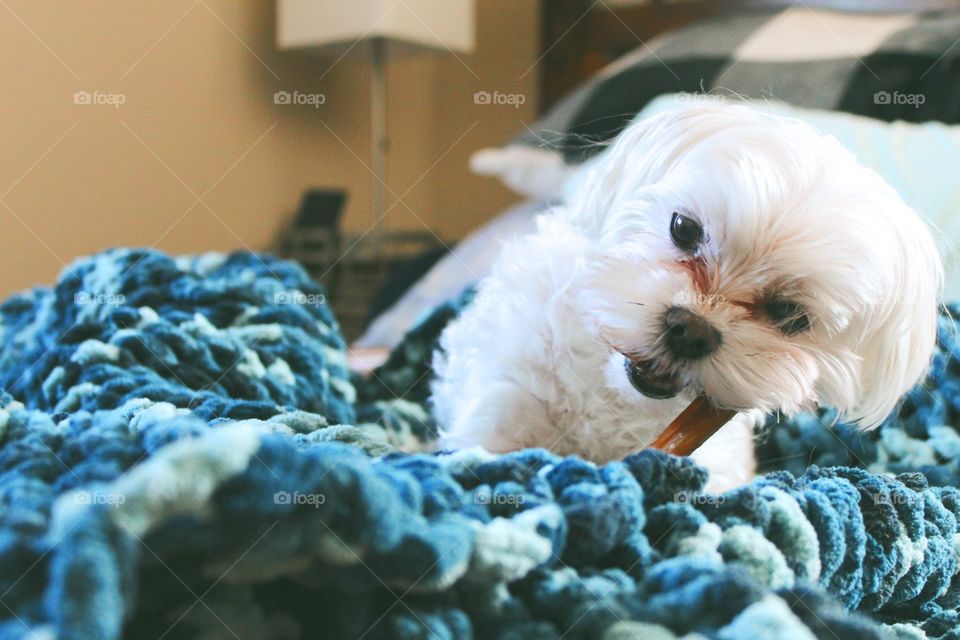 Maltese dog chewing a bone