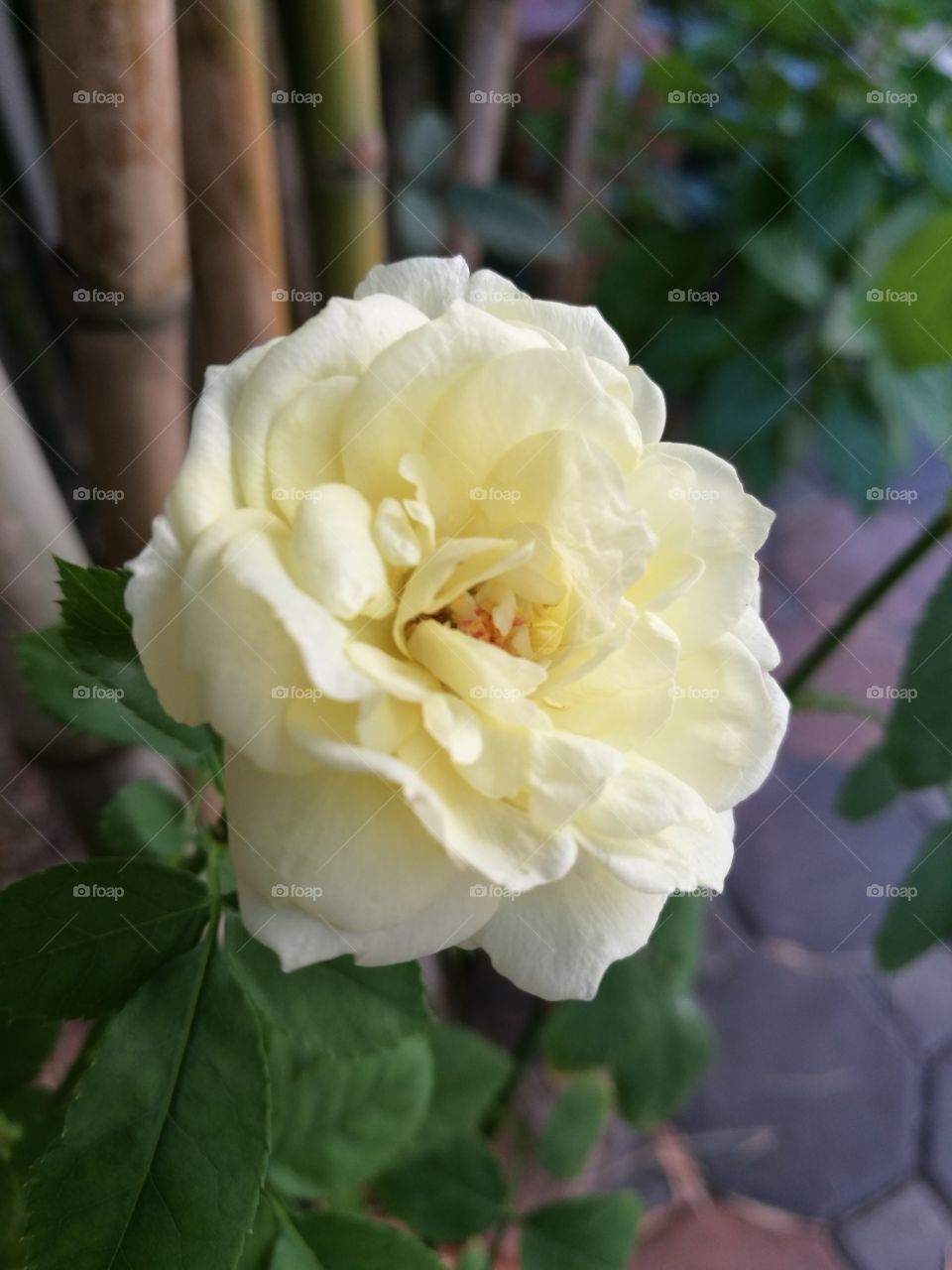 closeup of beautiful white rose with fragrant petals.