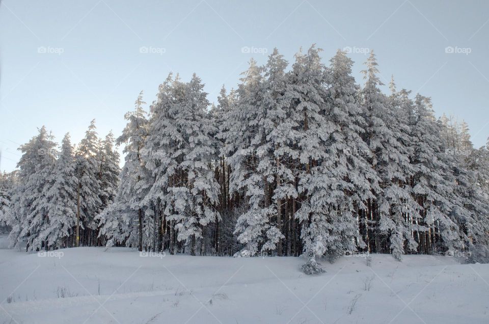 Winter landscape From Bulgaria