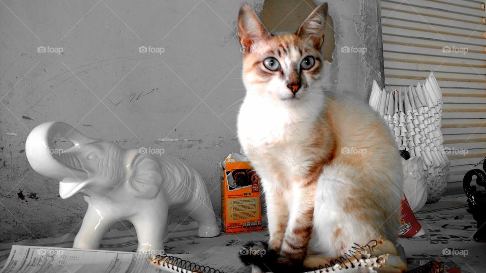 Gatinho folgado sobre a mesa.