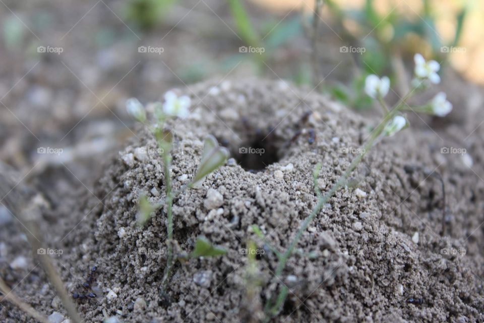 anthill