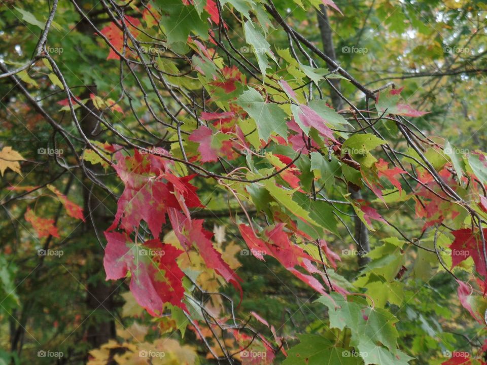 Drummond Island, Michigan 