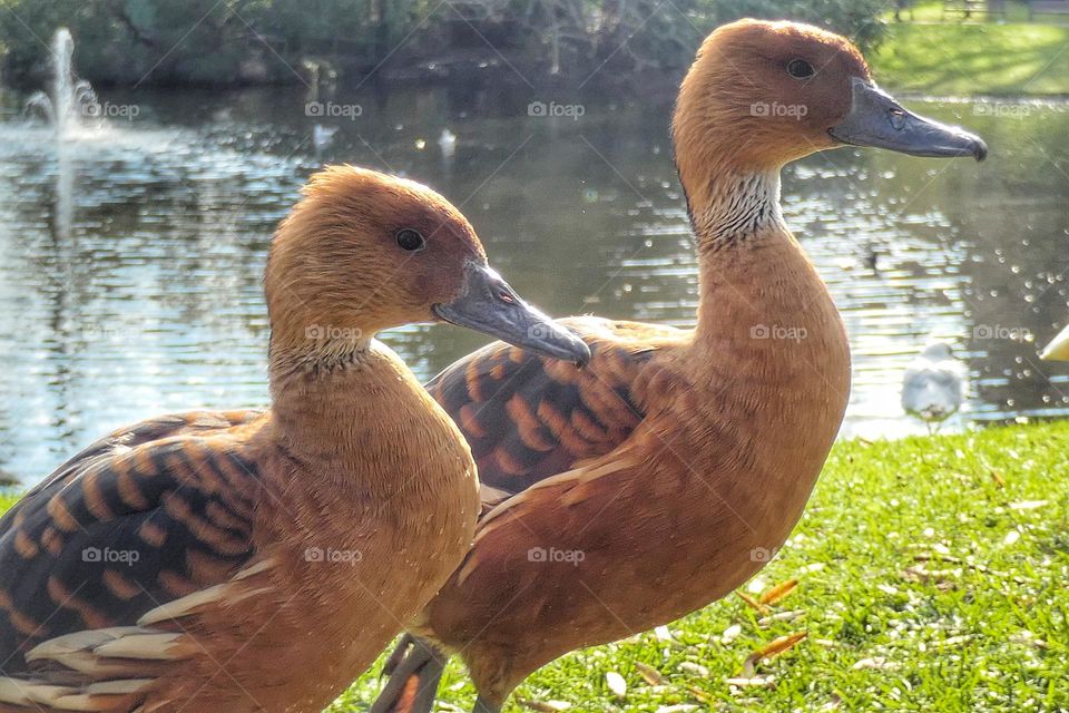 Two ducks in a garden