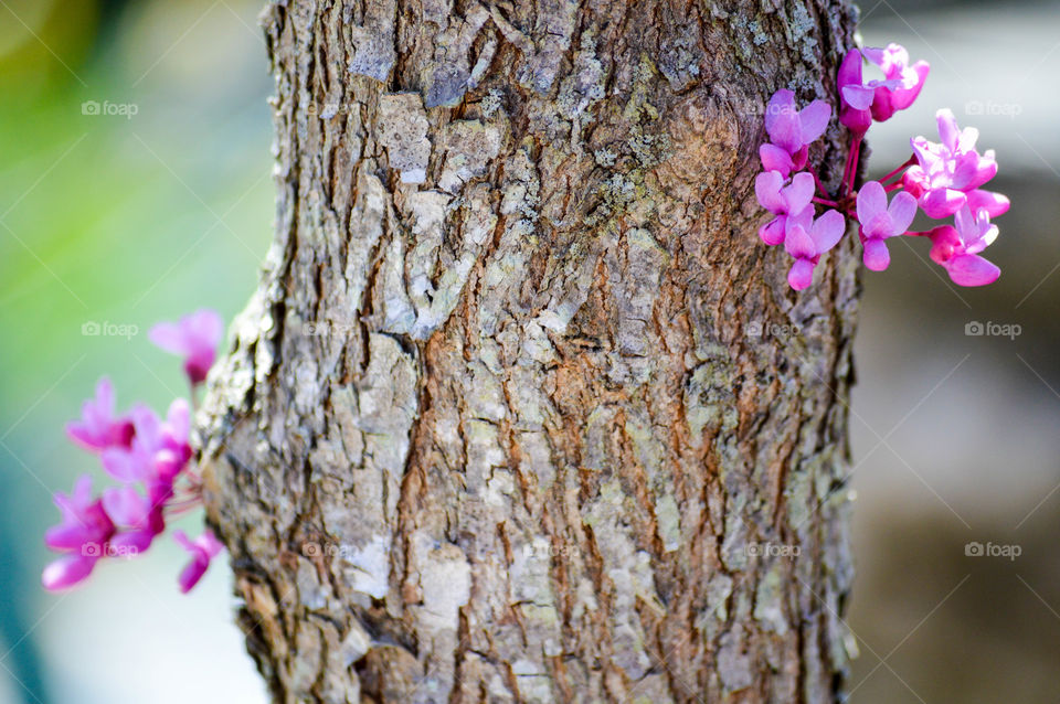Close-up of a tree trunk with purple flowers growing on the bark