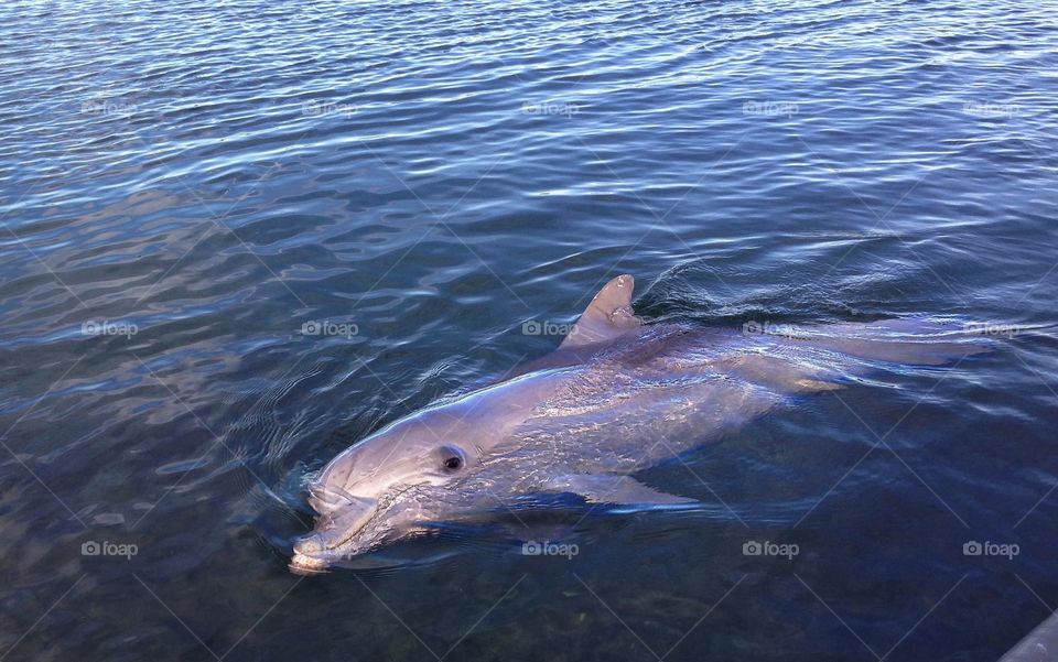 Dolphin south Australia. This lovely creatures oils visit me every day at the marina...south Australia 