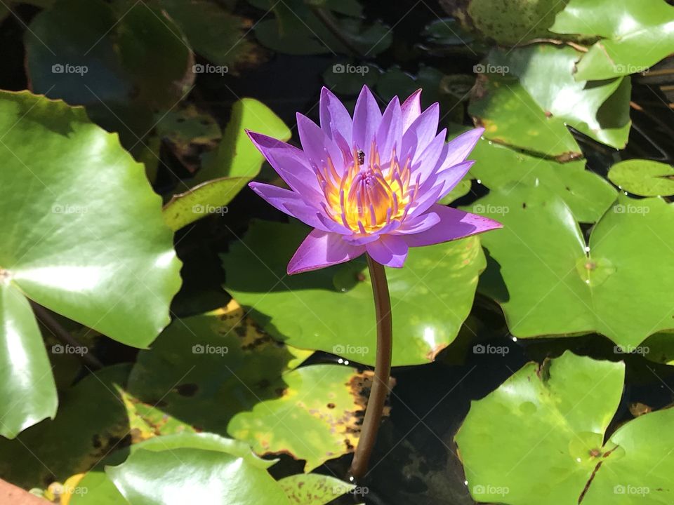 Purple lotus flower plant at a park 