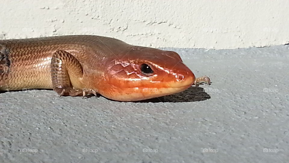 Florida lizard