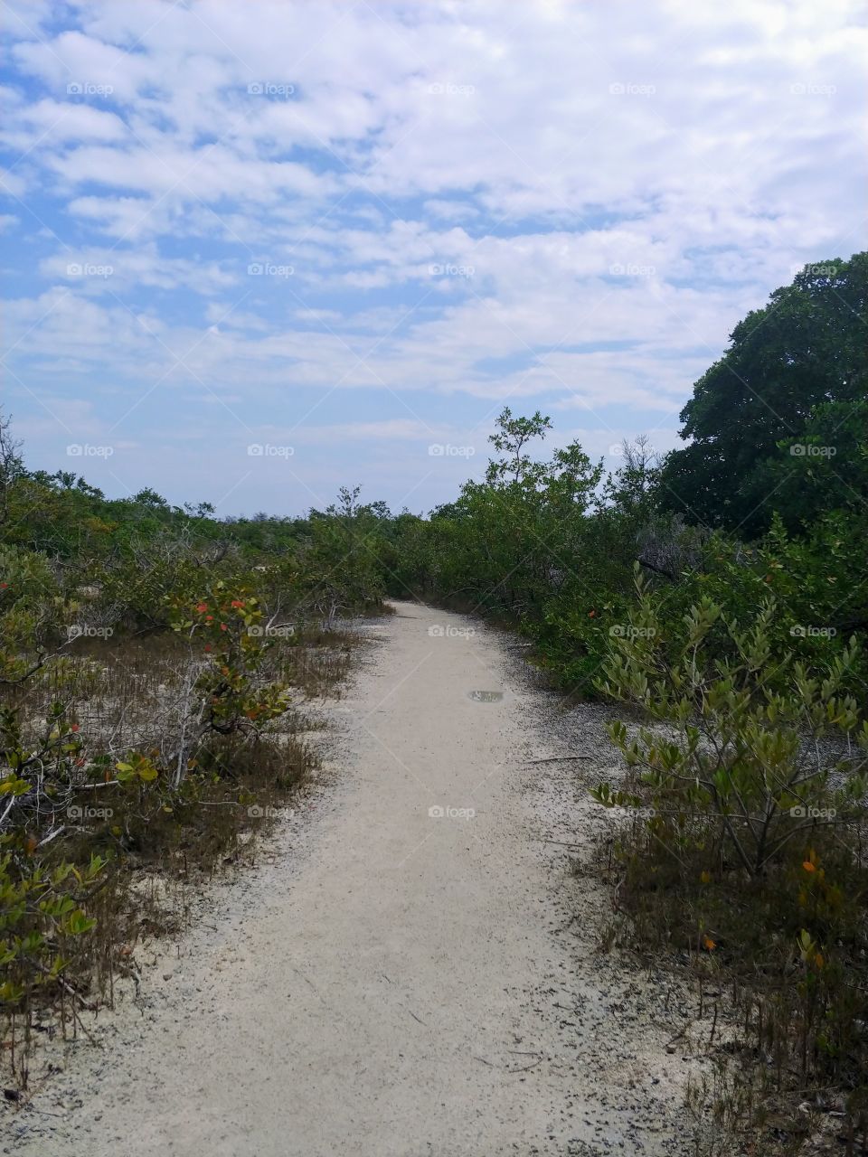 Sandy Path in Long Key State Park