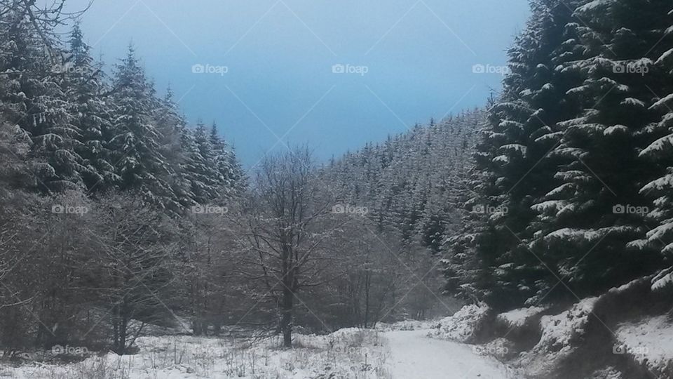 winter woods 