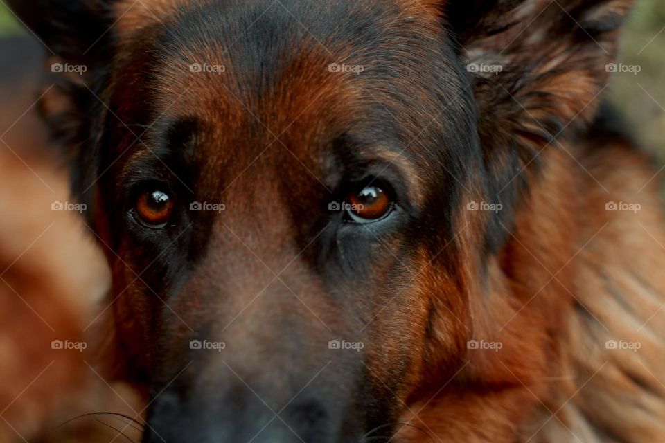 German shepherd dog outdoor portrait