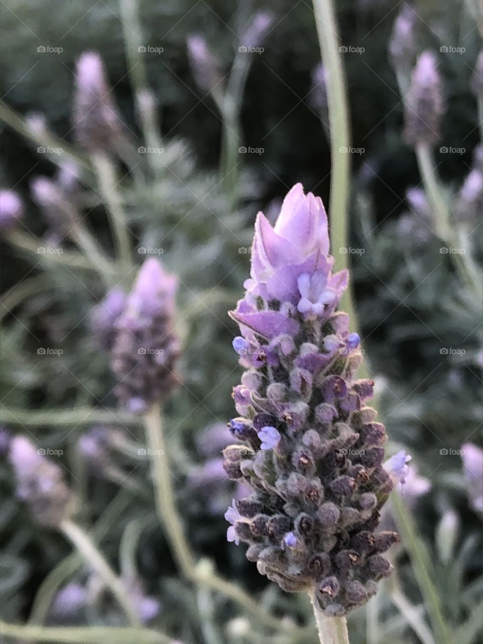 Closed up lavender flower 