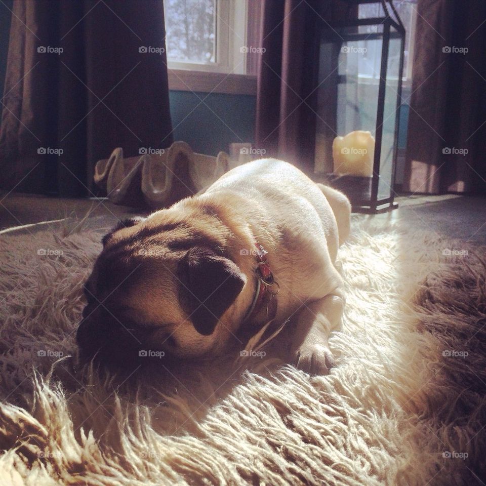 Pug sunbathing 