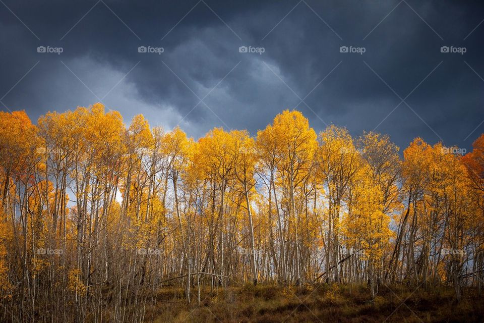 Storm clouds over the autumn trees