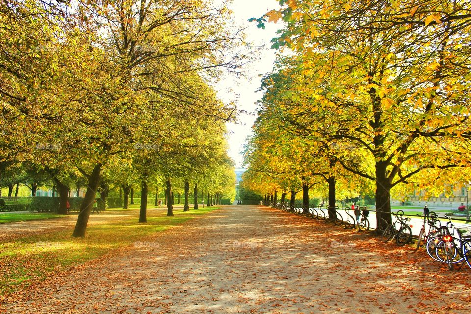 Road around trees