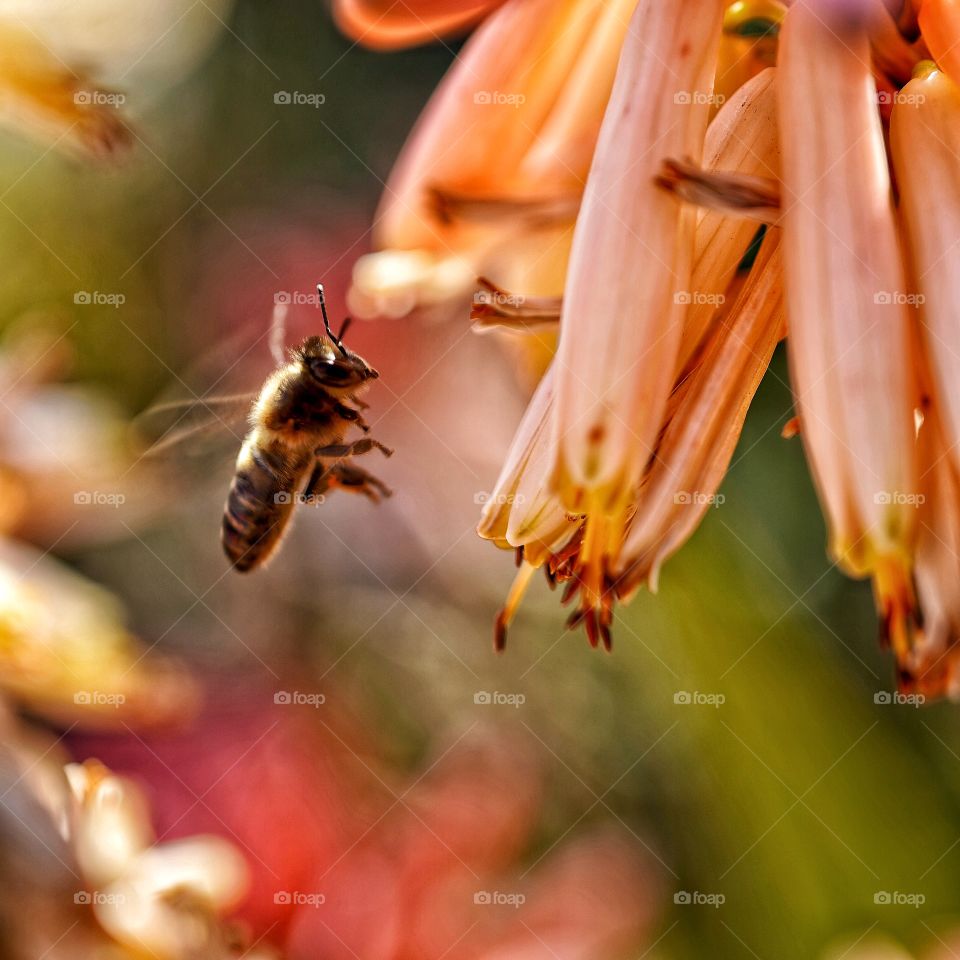 Bee