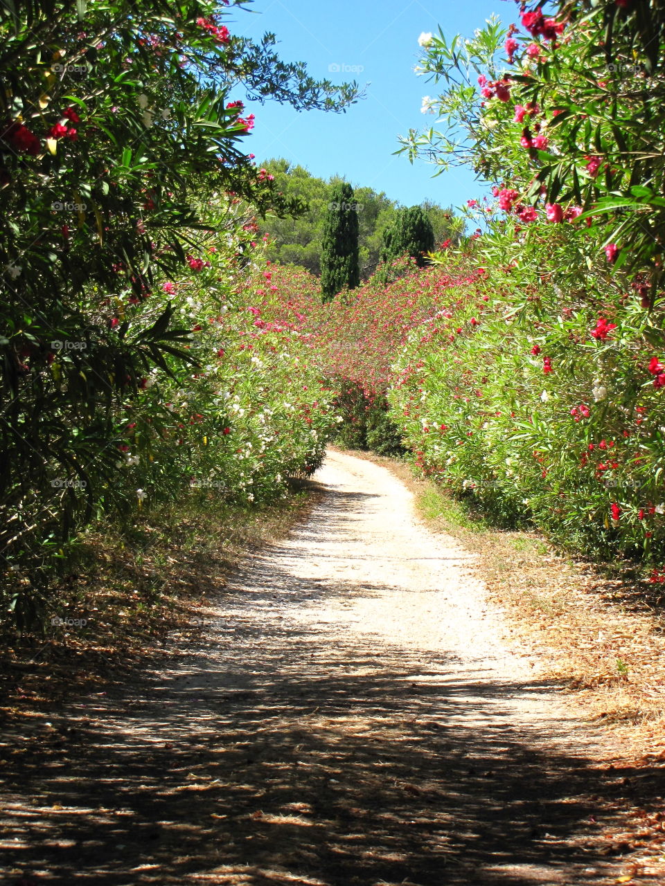 Path between oleander flowers in France
