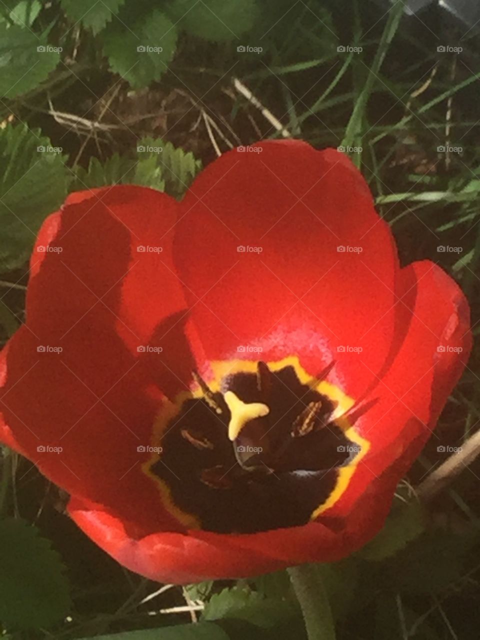 A red tulip in full bloom in southern Sweden.