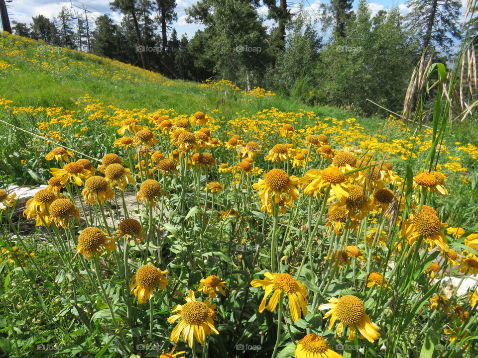 field of flowers