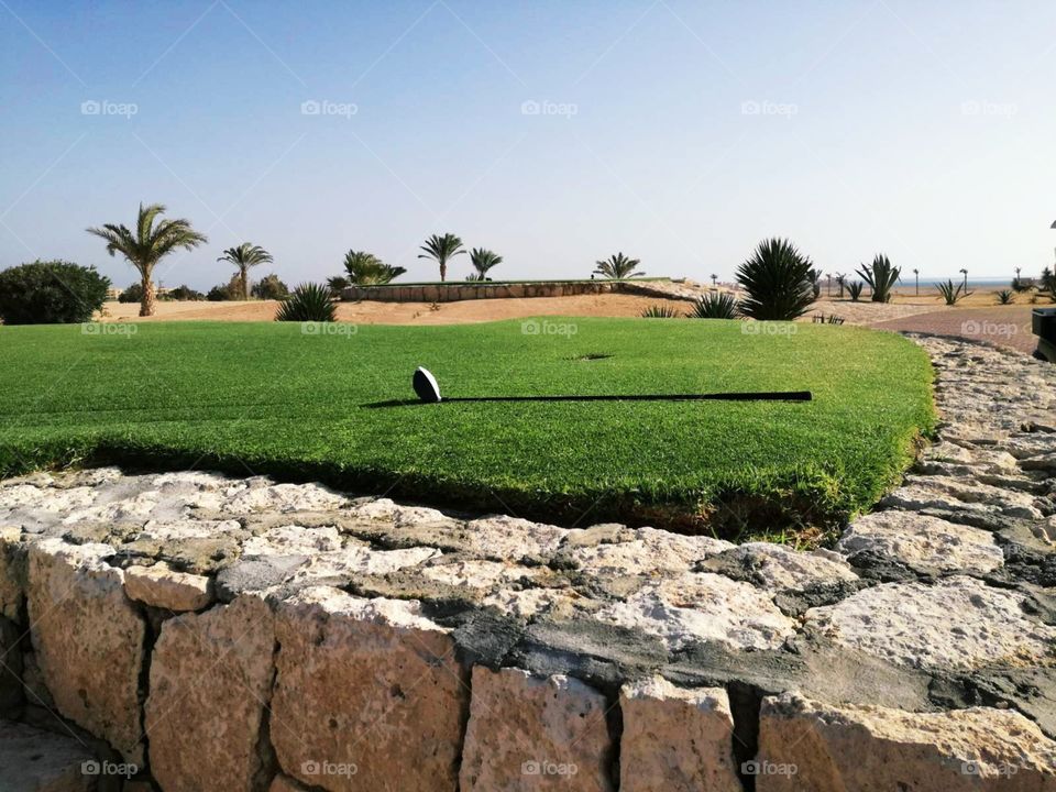 The golf club (driver) on the grass on the desert golf course. With beautiful background with palms and desert.