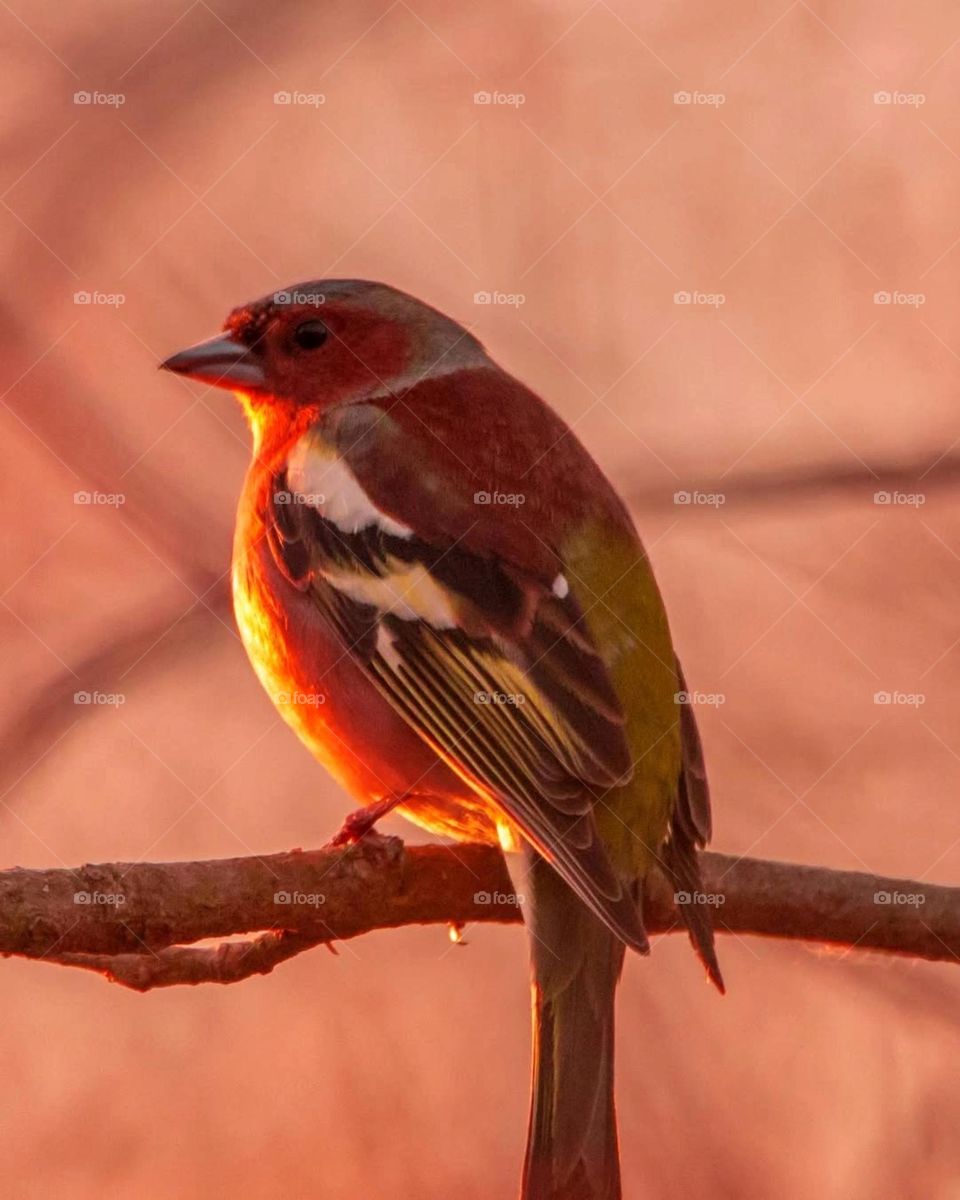 Even the smallest bird sings its song at dawn.