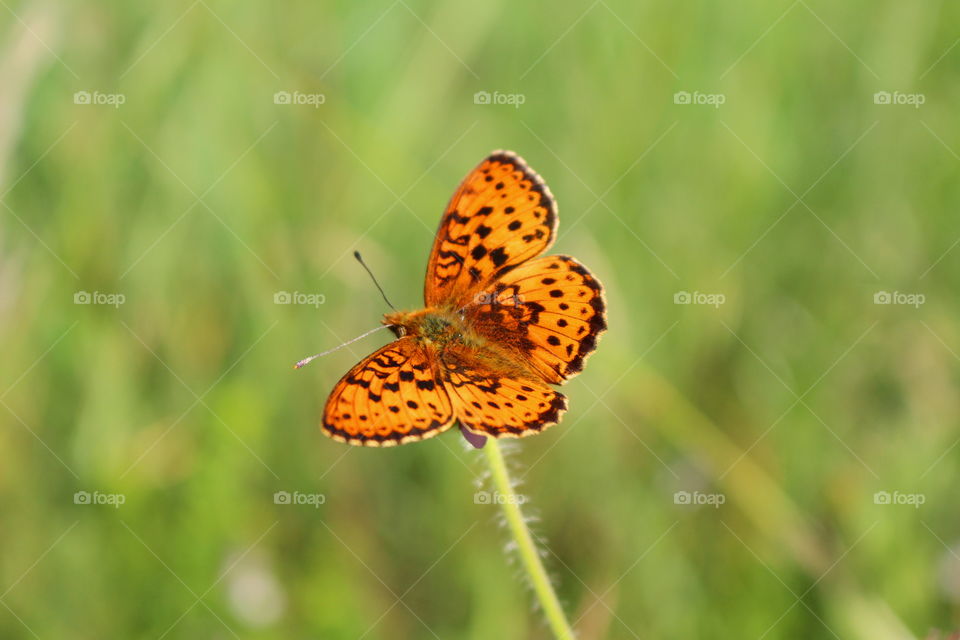 Orange butterfly 