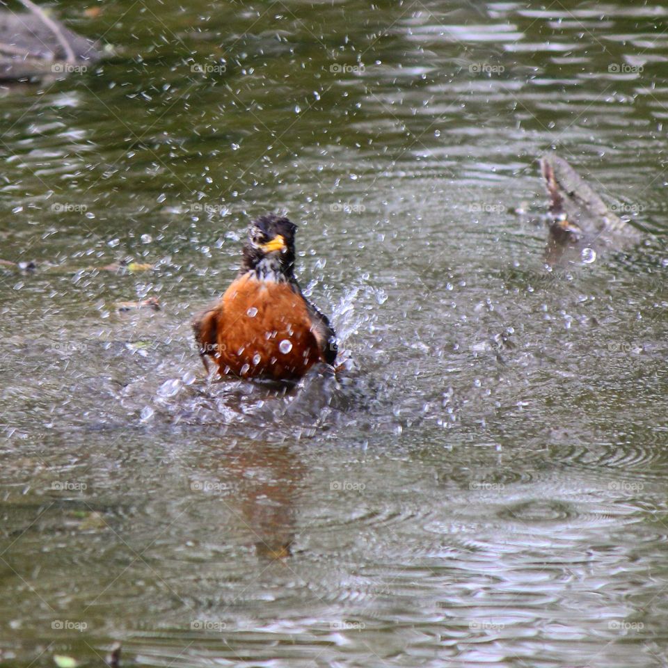 Bird bath 