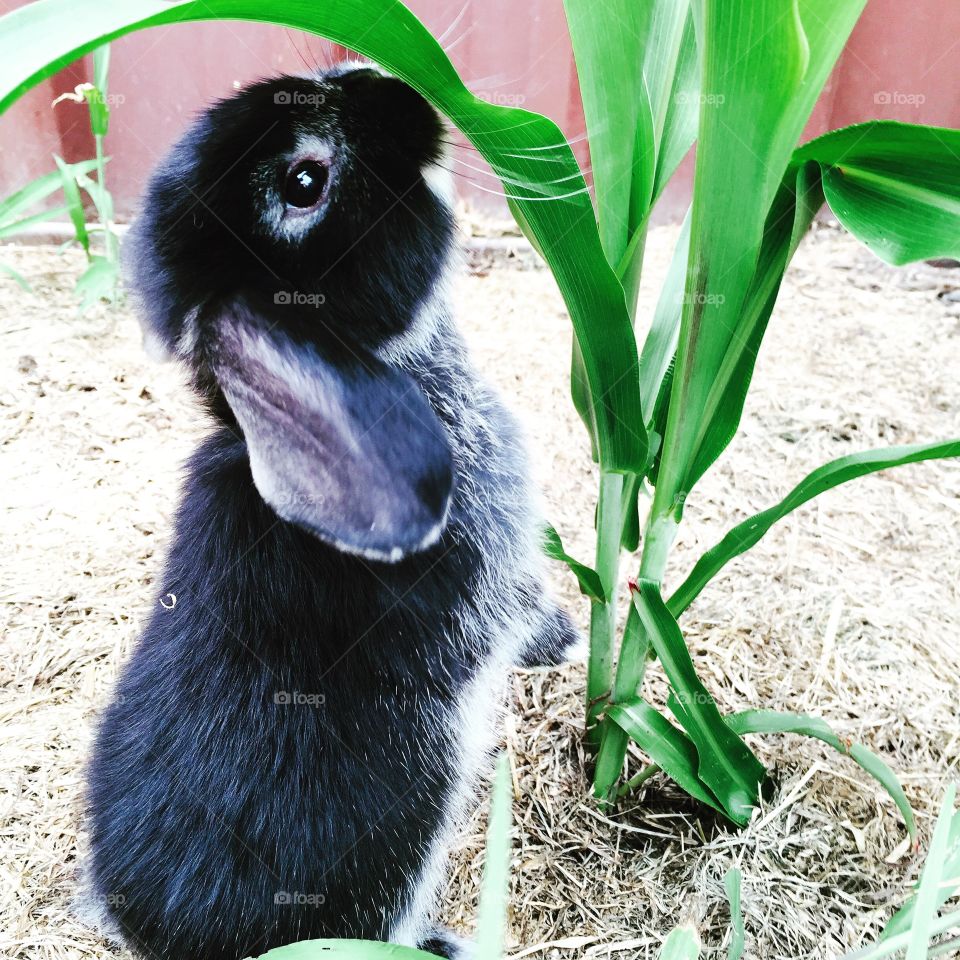 Curious Rabbit
