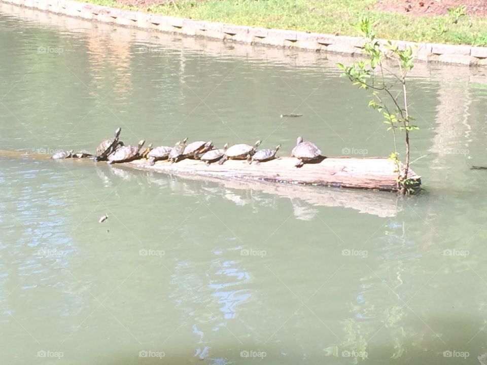 Turtle chiling . Turtles on a log